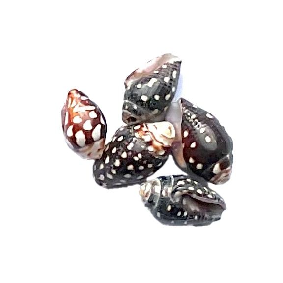 SH001 Dark Shell Bead